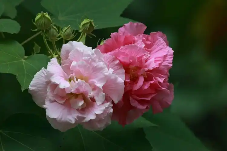 市花～芙蓉花盛开时节