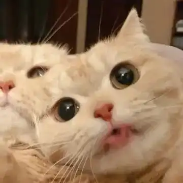 一对可爱猫咪情侣头像