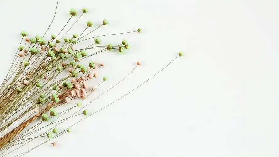 温馨的干花背景