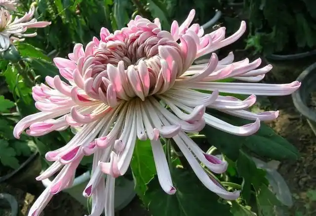 转载精美花卉图组中国十大名花