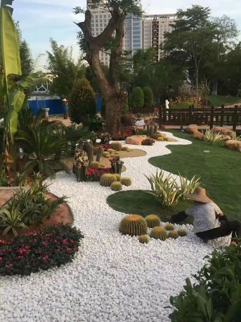 沙漠植物「造景手法」……建议收藏