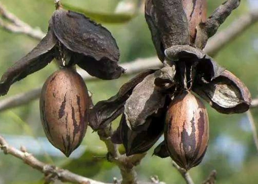 这种果实虽然营养好吃,但是,好吃也不能过量,每天吃5,6颗就够了,长期