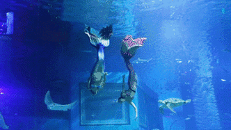 美人鱼惊现杭州!这次还有她们海洋王国的小伙伴!