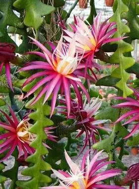 鱼骨昙花 锯齿造型植物荷花令箭 可垂挂夏型种多肉植物包邮