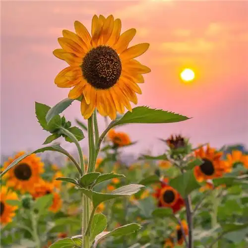 适合一辈子风景头像图片