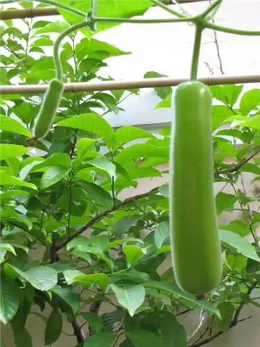 葫芦瓜价格图表分析