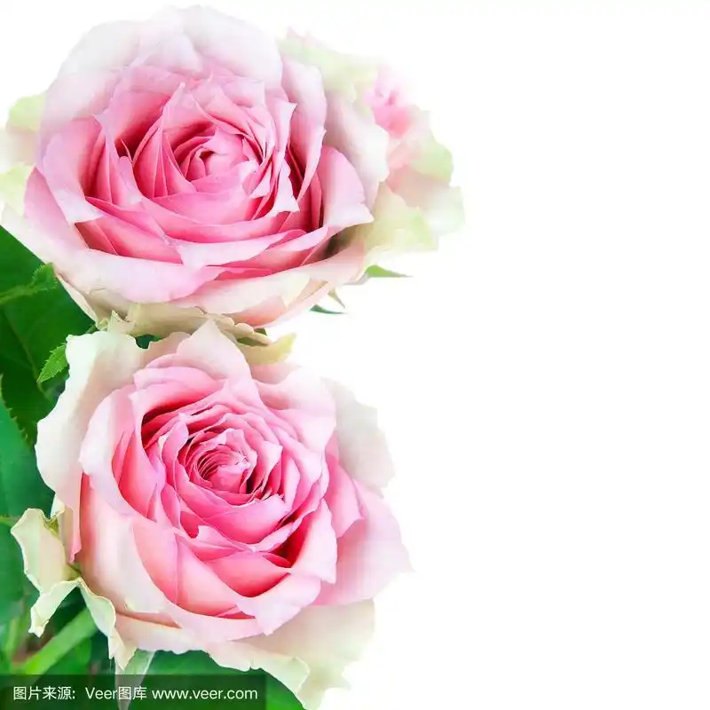 两朵粉色玫瑰花