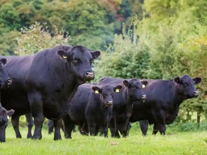 红安格斯牛(我国从国外引进优良品种的首选牛)_石塘网