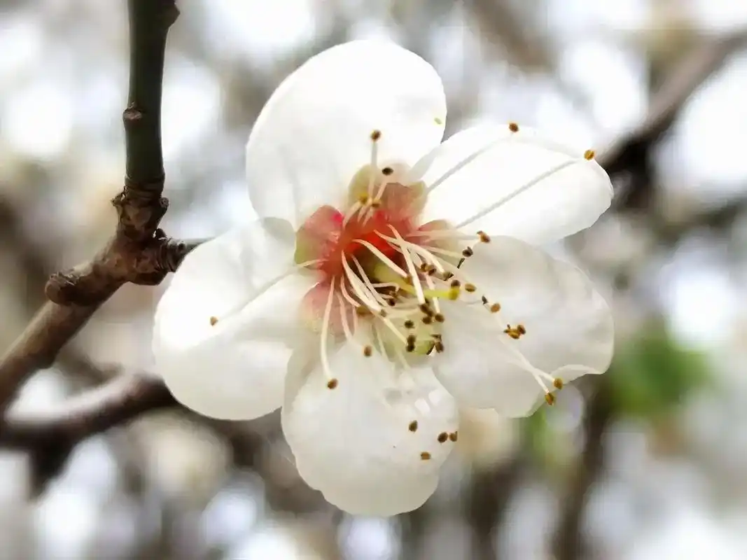 网络照片:白色梅花.#精彩片段分享给大家欣赏 #一道美丽的风 - 抖音