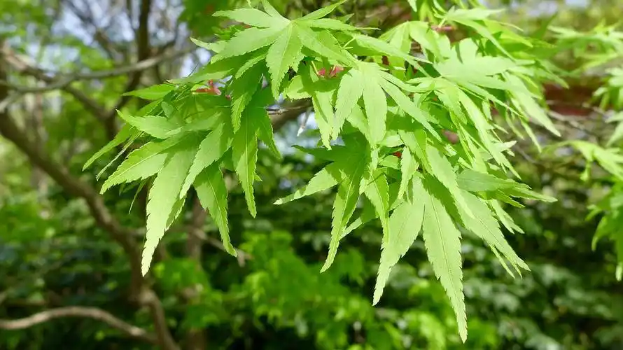 另一种叶子偏黄的鸡爪槭品种,花量很少.