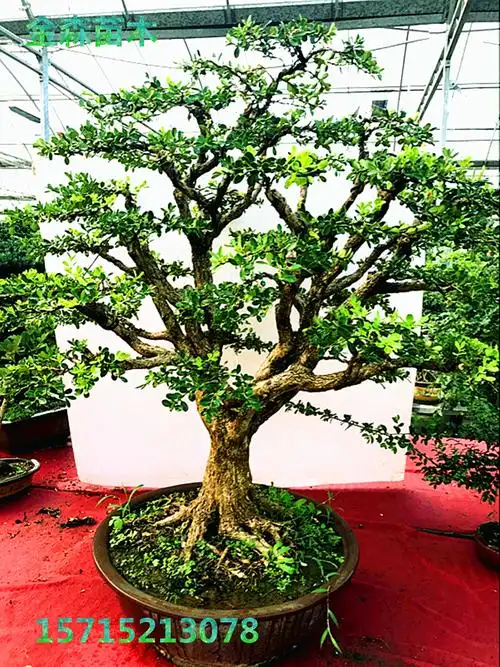 白皮瓜子黄杨盆景 老桩黄杨盆景 黄杨树桩下山桩 实物拍摄大型