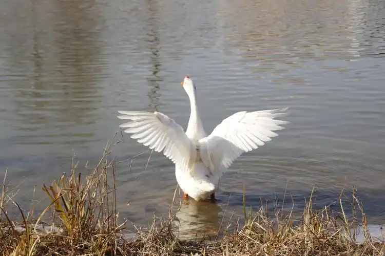 【首发】大白鹅舞姿真美