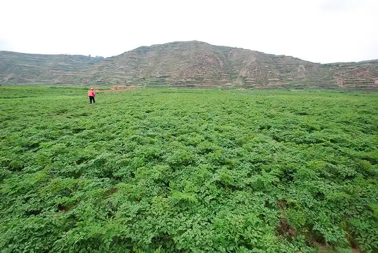 甘肃岷县当归种植系统