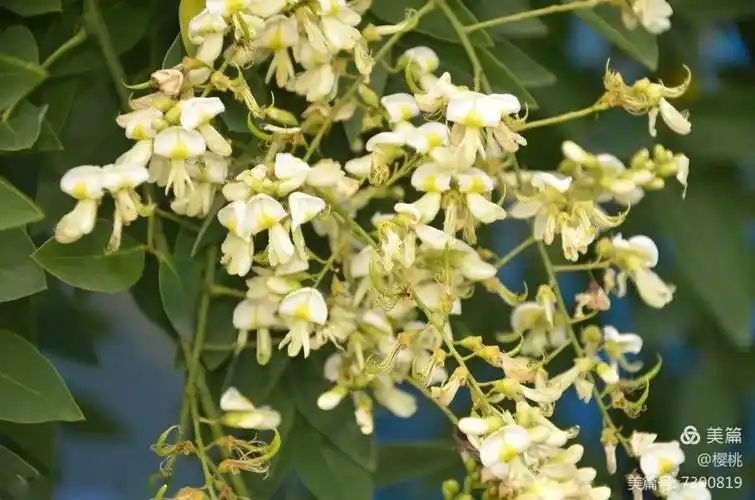 国槐花开