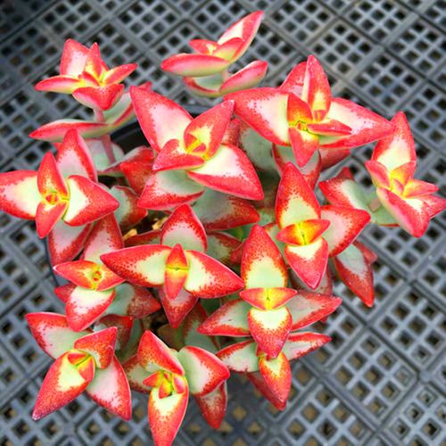 多肉植物自由女神 奇趣品种云南直发