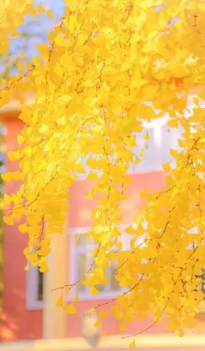 秋日街头暖色治愈系迷人风光