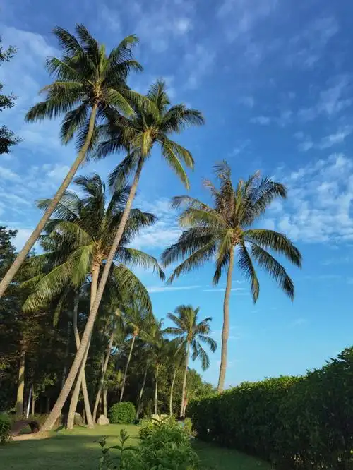 蓝天大海椰树,是我最喜欢的景色.