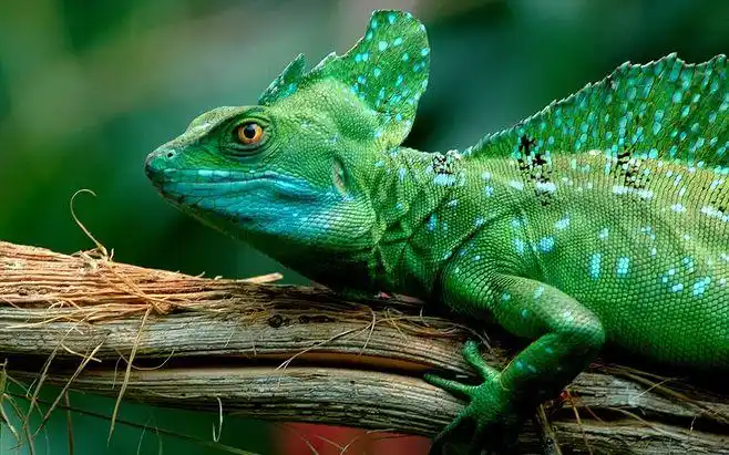 basilisklizard