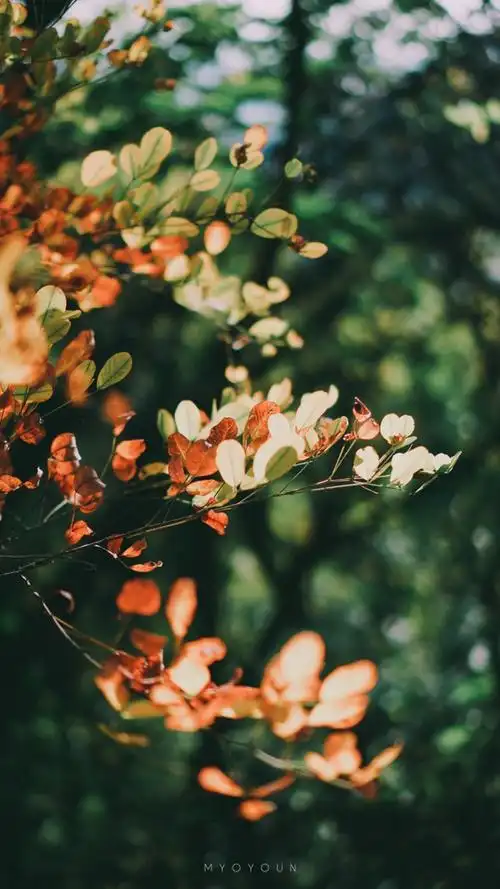 8张精致唯美的生活细节图片