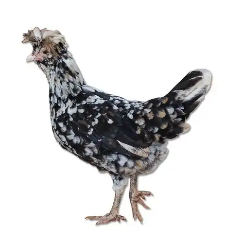 成年观赏鸡活体 宠物波兰鸡活体出售婆罗门鸡活物长尾鸡幼崽出售