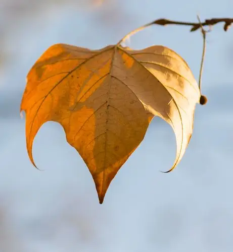 在阳关下快乐地成长"; "夏天来了,梧桐树长得越来越高大,树叶越长越