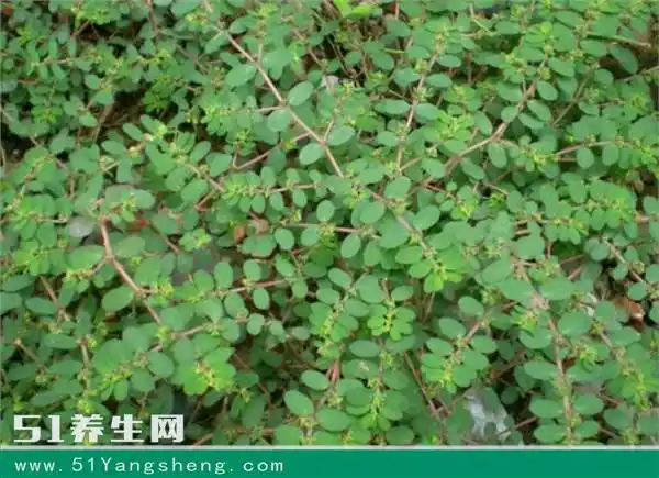 农村一种野草有神奇功效,见到了弄两株回去,说不定以后有用处