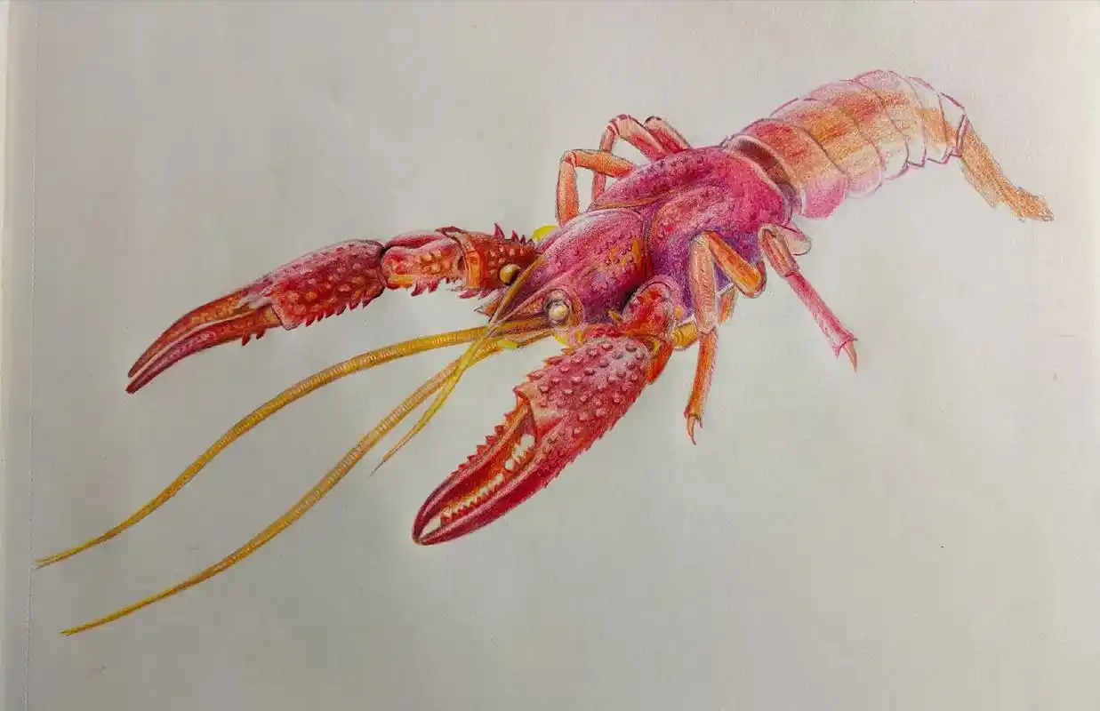 我家小孙子想用彩铅画小龙虾,他一看太难,就不愿意画了,我把它