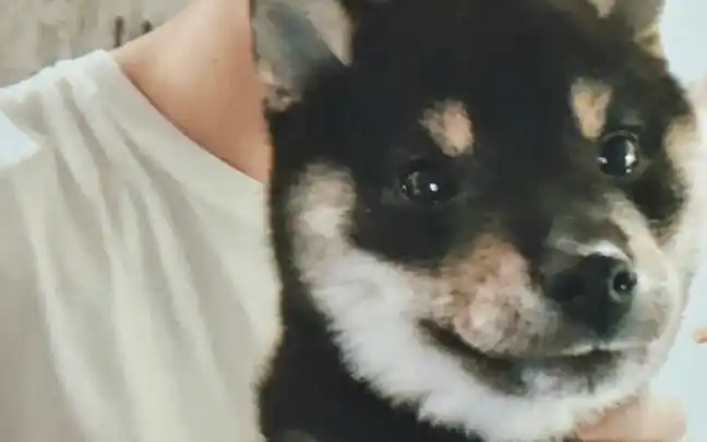 柴六斤马嘉祺时代少年团我决定了这是关于六斤的持更视频小马哥是顺带