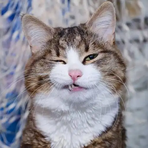 网红大脸猫的沙雕表情包,圈粉无数,啊啊啊啊啊啊可爱死了