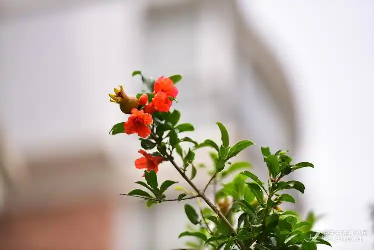 小竹炮学拍石榴花11p-中关村在线摄影论坛