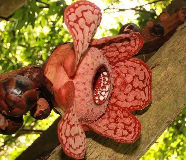 马来西亚食人花果真吃人揭秘食人花食人真相