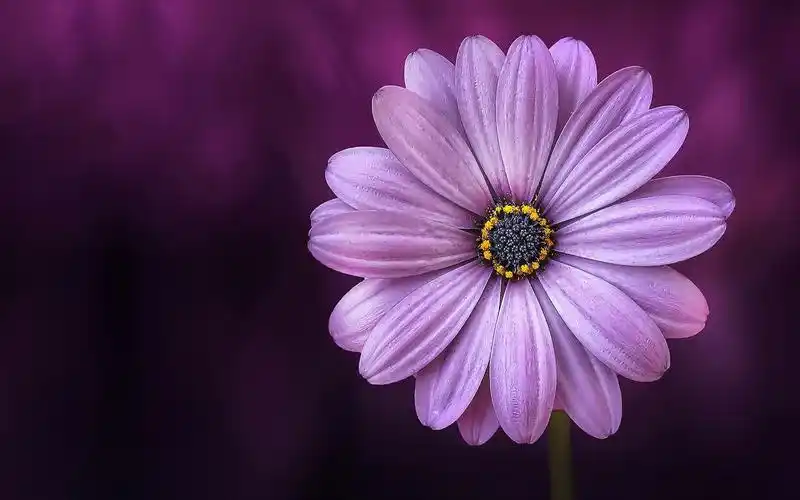 电脑壁纸 花卉 鲜花 我在等一朵花开
