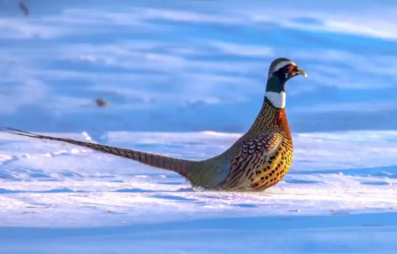 山鸡,雪后公园亮丽风景线