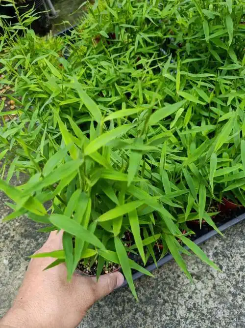 【i年货节i】姬翠竹盆景青轴力竹绿植竹苗迷你小竹子盆栽植物室内姬竹