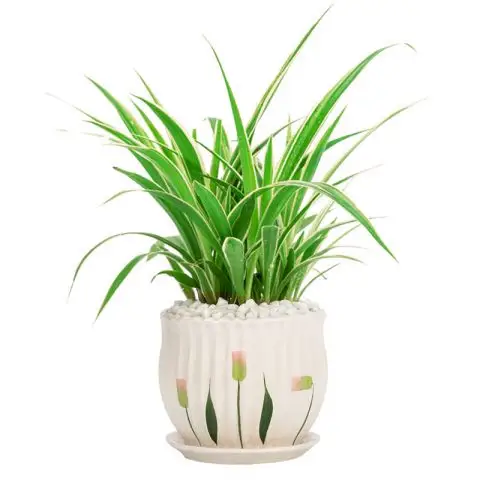 绿巢花房:金边吊兰植物观花植物室内吸甲醛净化空气花卉绿植四季悬挂