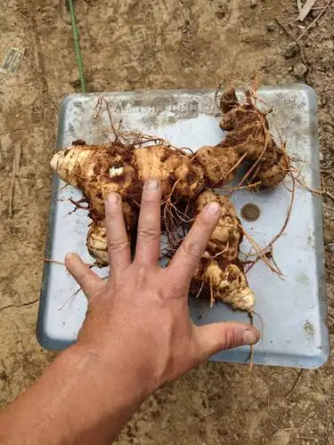 滇黄精,2020年10月新货200吨供应,需要的客户联系