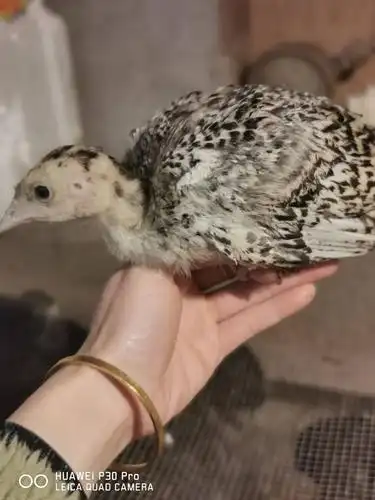 纯种火鸡苗火鸡贝蒂娜青铜一个月到二个大疫苗齐全包邮包路损