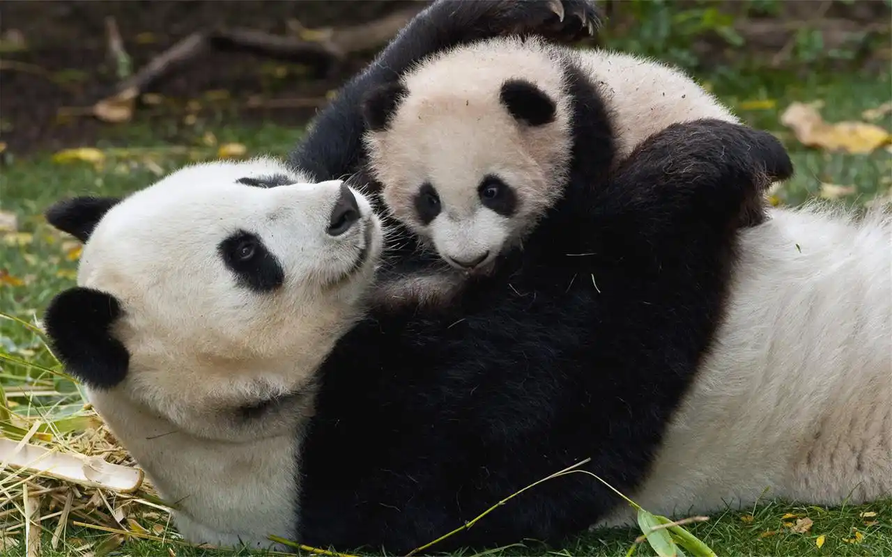 国宝熊猫憨态可掬呆萌治愈高清桌面壁纸第二辑