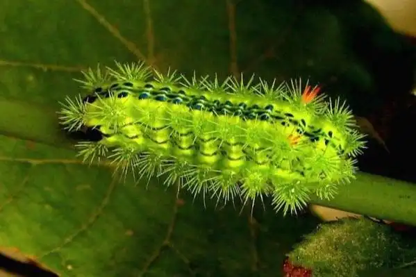 关于夏日树下好乘凉,被"洋辣子"蜇了怎么办?