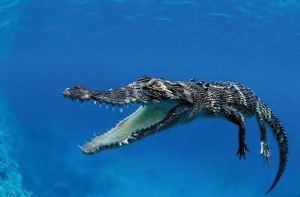 世界上最大鳄鱼湾鳄相关信息介绍