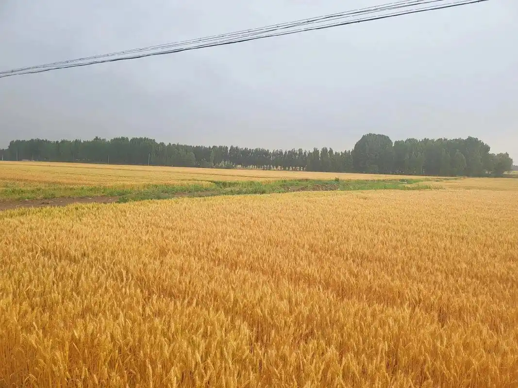 麦子熟了,消耗如水的时光,时光就在麦粒里一点点地沉淀光阴的体积