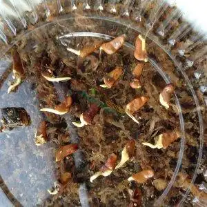 小叶紫檀种子2016