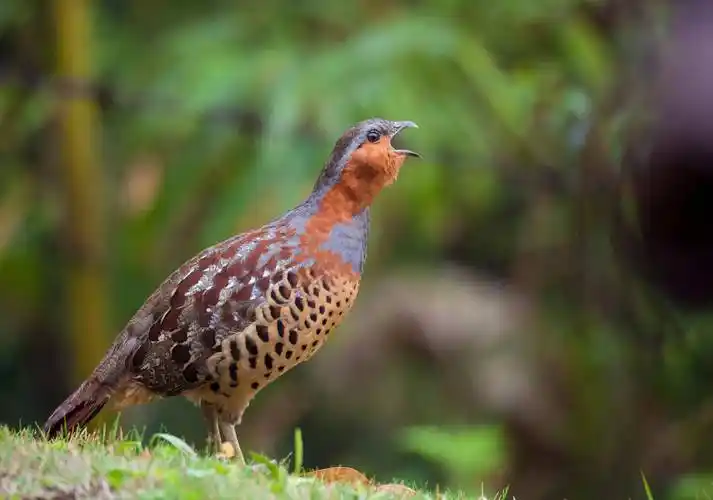 山鸡,野鸡,石鸡你能区分它们吗