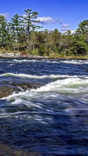 河流,波浪,树木,大自然
