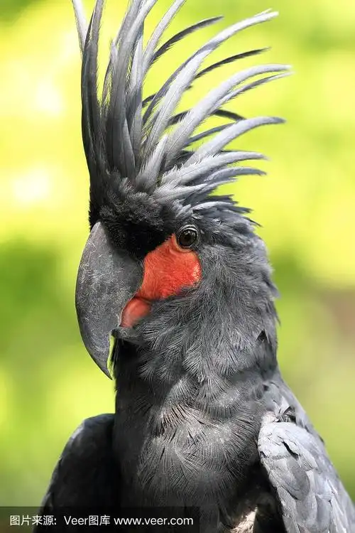 黑凤头鹦鹉,鸟类,野生动物摄影