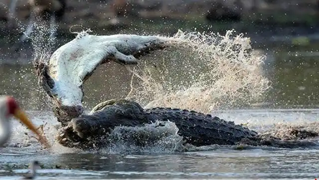 实拍:鳄鱼大战鳄鱼相互打架死不相让!