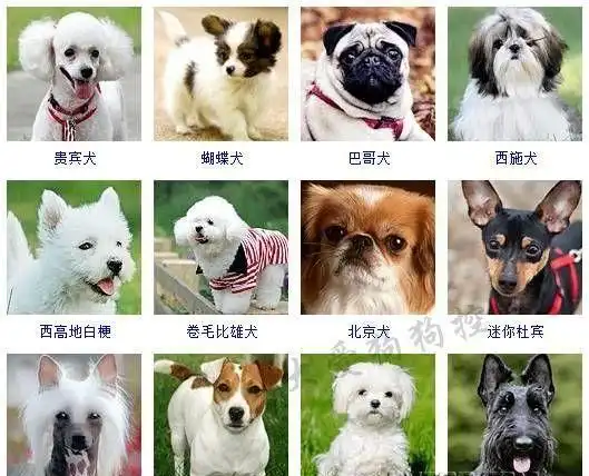 贵宾犬,蝴蝶犬,京巴犬,吉娃娃,西施犬,约克夏,玛尔济斯犬,中国冠毛犬