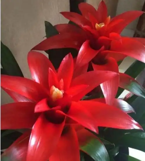 正月二十五填仓节不可错过的4种招财花寓意财源广进