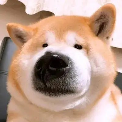 求贱贱的好笑动物头像