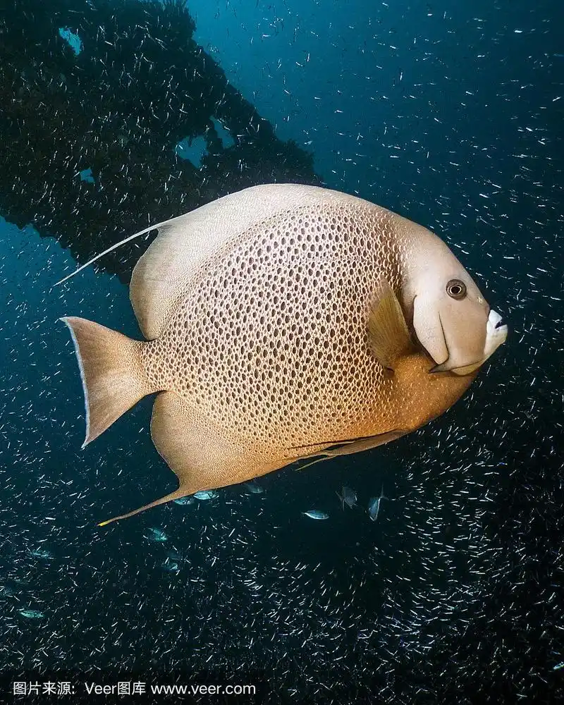 大海里的神仙鱼